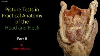 Picture tests in head and neck anatomy 8 [upl. by Sclar]