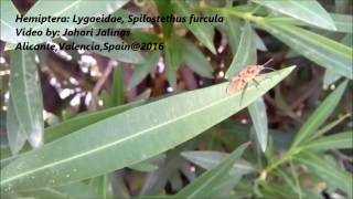 Hemiptera Lygaeidae Spilostethus furcula [upl. by Tatianna]