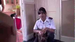 RSPCA Video  The Dog Rescuers Episode 8 [upl. by Bessy]