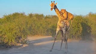 Lion Rides Giraffe to Bring it Down [upl. by Hayward]