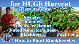 How to Plant Blackberries for a HUGE Harvest  Blackberries Part 1 of 2 [upl. by Tor]