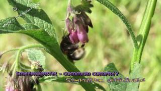 Common comfrey  Symphytum officinale [upl. by Smiley]