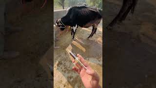 Oxytetracycline injection in cattle [upl. by Ecniuq217]