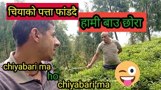 Chiya KO patta katdai garekochiyabari vlog 🤟villagelifeofnepal tea aggriculture [upl. by Joan836]