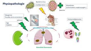 4 24 4 Physiopathologie des pneumonies aiguës communautaires [upl. by Ecinue]