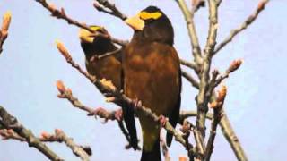 Evening Grosbeak [upl. by Valora]