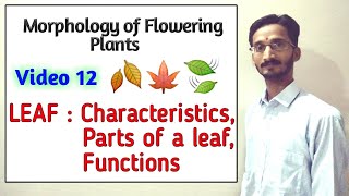 LEAF  CHARACTERISTICS MORPHOLOGY AND FUNCTIONS  Parts of a Leaf  Leaf Structure and functions [upl. by Sukhum]