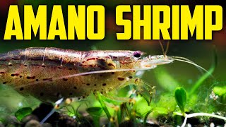 Amano Shrimp Care Guide  Best AlgaeEating Shrimp [upl. by Names]