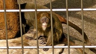 ブラッザグエノンの子供たち（上野動物園）De Brazzas Guenon babies [upl. by Adnarim]