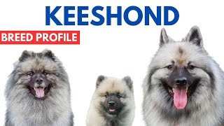 Keeshond Dog Breed Profile History  Price  Traits  Grooming Needs  Keeshond Dog Lifespan [upl. by Attevroc544]