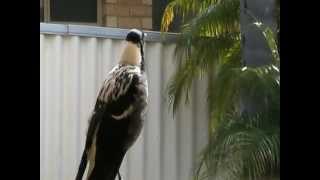 Magpie singingwhistling and mimicking human speech VERY SMART [upl. by Jeffy430]