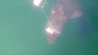 Catching an Extremely Rare 700lb Sleeper Shark [upl. by Auqenehs]