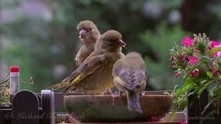 European Greenfinches Chloris chloris feeding their Young  Grünfinken füttern ihre Jungen [upl. by Aleunam]