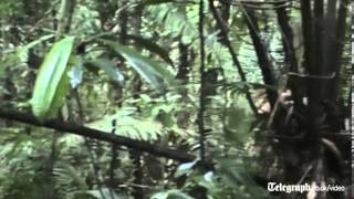 Rare footage of isolated Amazon tribe [upl. by Joo]