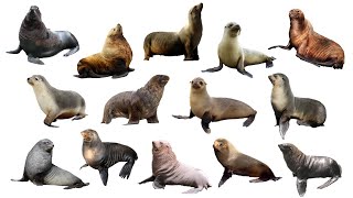 Species of Sea Lions  Fur Seals  Eared Seals  Family Otariidae [upl. by Mclain374]