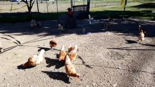 Mangime per galline HD [upl. by Nabala802]