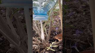 Fabrique ton goutteàgoutte  astuce diy plante jardin [upl. by Vedetta]