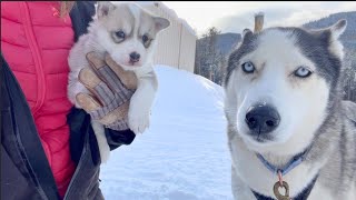 Surprising Encounter My Huskies Meet a Little Husky Puppy [upl. by Loveridge464]