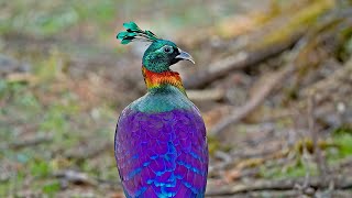 Himalayan Monal The Shining Beauty [upl. by Waxler]