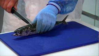 How to fillet a Mackerel how to prepare mackerel butterfly mackerel fillets [upl. by Melisandra152]