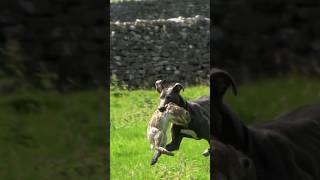 Blue 💙 ferreting rabbiting hunting lurcher workingdogs [upl. by Hnahym]