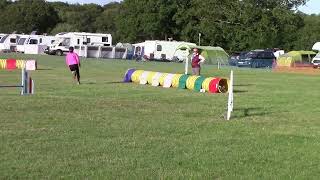 Parson russell terrier Freddie at Wessex Agility Show [upl. by Bertilla]