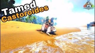 How to tame a Castoroides in Ark Survival Evolved [upl. by Hartzke]