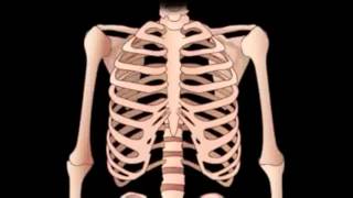 Learn About The Human Skeleton  Human Anatomy [upl. by Terra904]