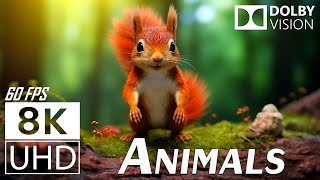 AUTUMN ANIMALS CUTE  12K Scenic Relaxation Film With Relaxing Music  12K 60fps Video Ultra HD [upl. by Gabriela]