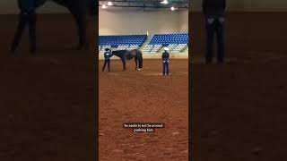 How does showmanship work aqha [upl. by Scrivenor754]