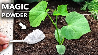 This Magic White Powder Eliminates 95 of Garden Problems [upl. by Ronacin95]