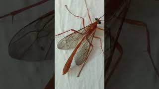 Ichneumon wasp fly kit ptanga kida garmi barish Bhagyalakshmi new episode [upl. by Notyap92]