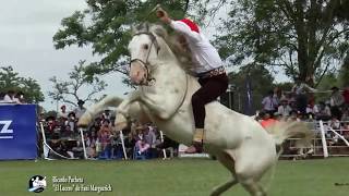 Canal Campo Tv Horse Videos del Festival de Jineteadas RICA PUCHETA [upl. by Ribaudo237]