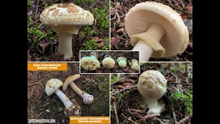 Gelber Knollenblätterpilz Zitronenfarbiger Knollenblätterpilz Amanita citrina  Verwechslungspart [upl. by Ivy]