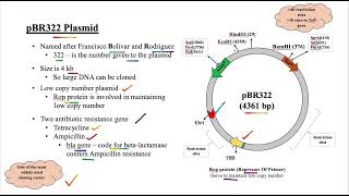 What are Plasmids What are different types of plasmids pSC101 pBR322 pUC18 plasmids [upl. by Atteinotna]