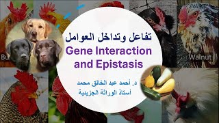 التفاعل والتفوق Gene Interaction and Epistasis [upl. by Celik]