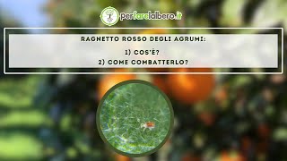 Come eliminare il ragnetto rosso degli agrumi [upl. by Katherina]