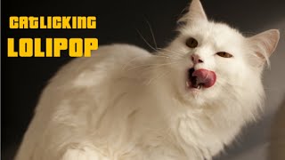 Amazing funny video cat licking lollipop [upl. by Lotus]