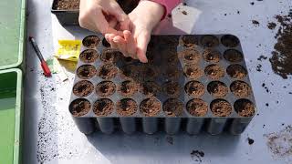 Sowing sweet pea and cowslip seed [upl. by Akeret393]