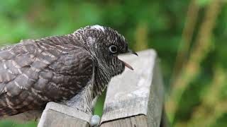 Cuckoo Chick being fed by Dunnock  Rutland 14 July 2024 [upl. by Ymerej]