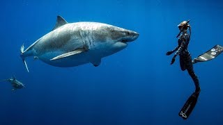 Searching for the Worlds Largest Great White Shark ft Ocean Ramsey Hawaii USA [upl. by Mert421]