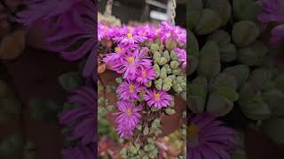 Glorious day Braunsia maximiliani in full Bloom succulent succulentlover garden bloom plants [upl. by Lectra906]