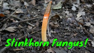 Alien Stinkhorn Fungus Mushroom Dog Stinkhorn Mutinus Elegans [upl. by Leandra]