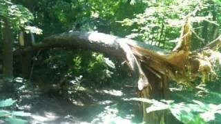 Wissahickon Large Tree Falling Naturally [upl. by Samantha]