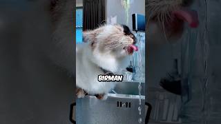 How Does the Birman Cat Drink Faucet Water sheenshine shorts [upl. by Ozzy]