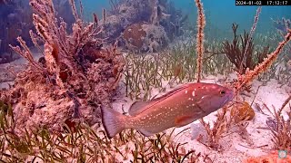 Friends of John Pennekamp Coral Cam [upl. by Shanley]