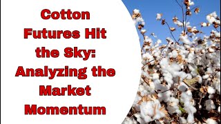 Cotton Futures Hit the Sky Analyzing the Market Momentum [upl. by Dobson]