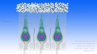 Vestibular proprioception [upl. by Gayel]