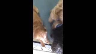 Labradoodle vs goldendoodle The smartest dogs [upl. by Sekyere]