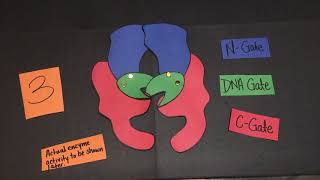 Topoisomerase II Alpha [upl. by Edbert]